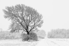 Whiteout
